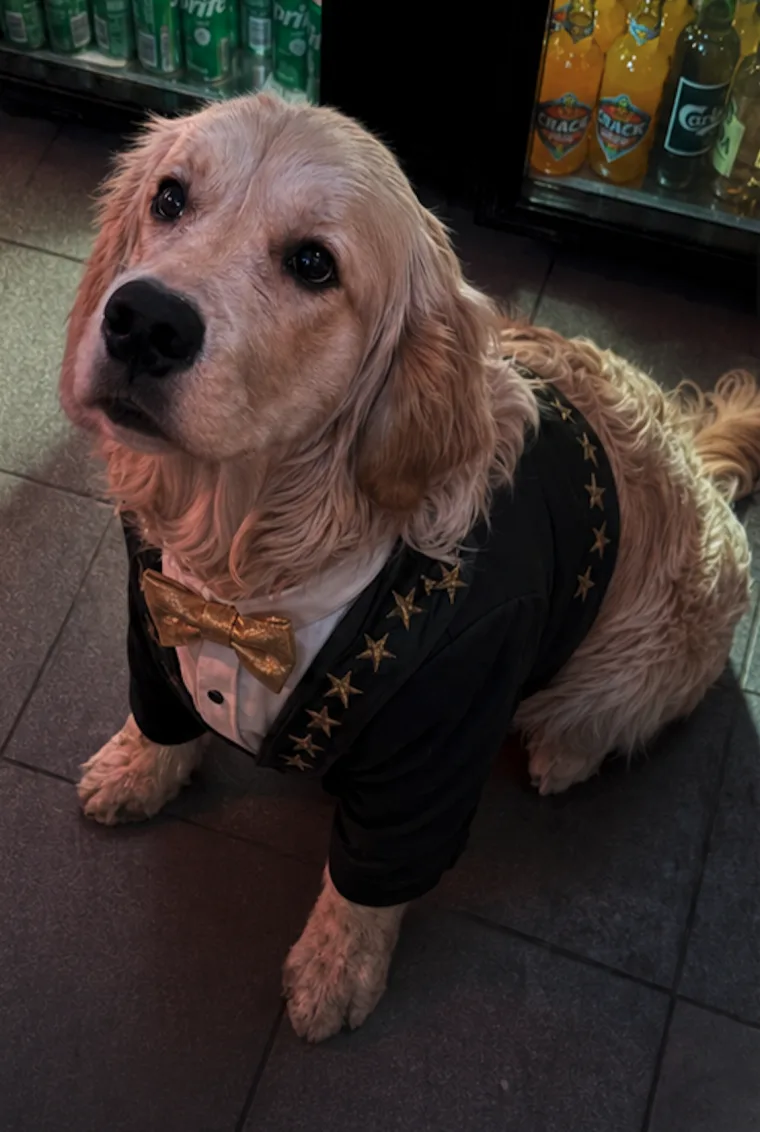 Whiskey wearing a black jacket and gold bow tie at Shamrock Sports Bar