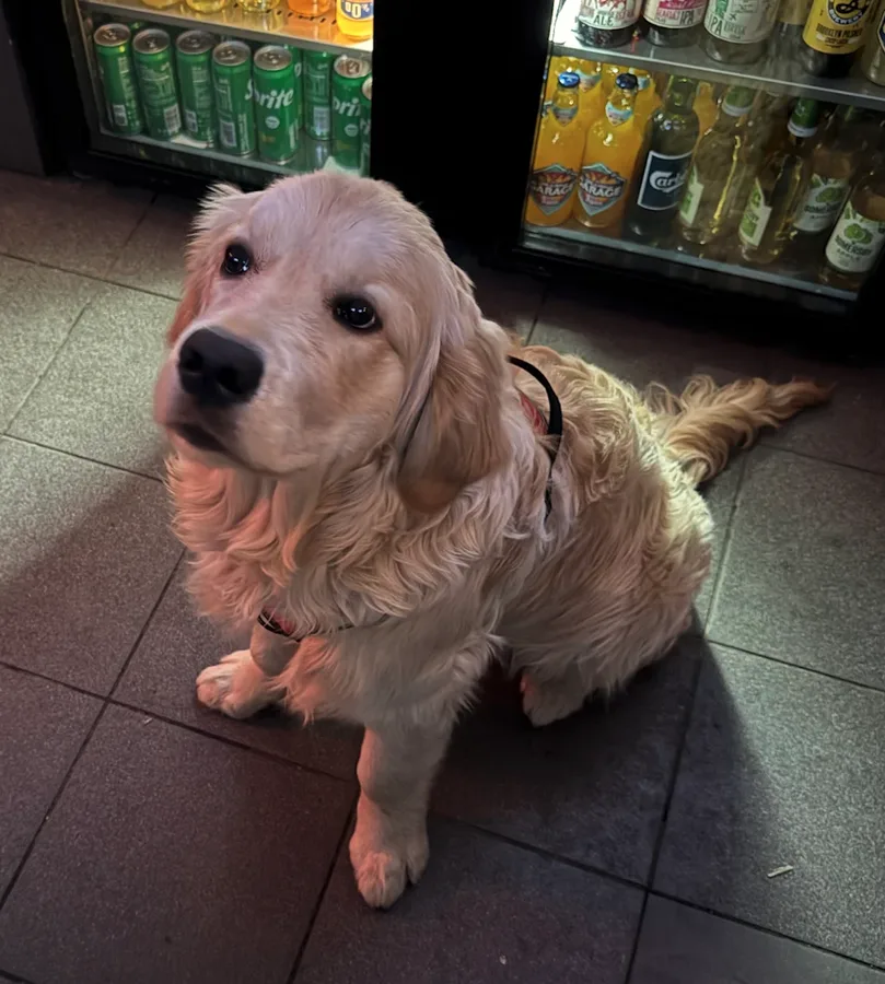 Whiskey the dog behind the bar