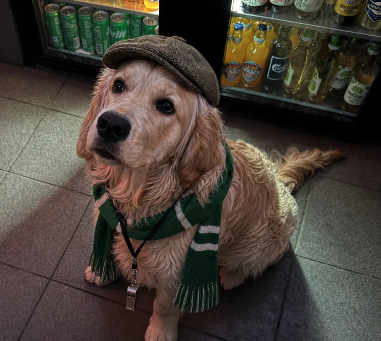 Whiskey wearing a green football scarf at Shamrock Sports Bar