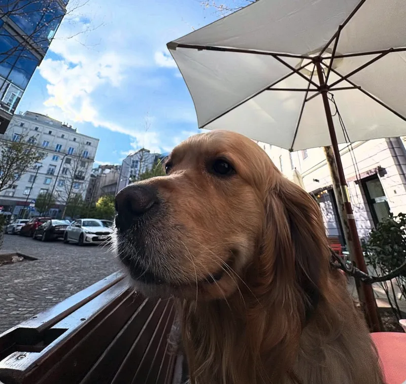 Whiskey the golden retriever on a bench under a patio umbrella, Warsaw street behind