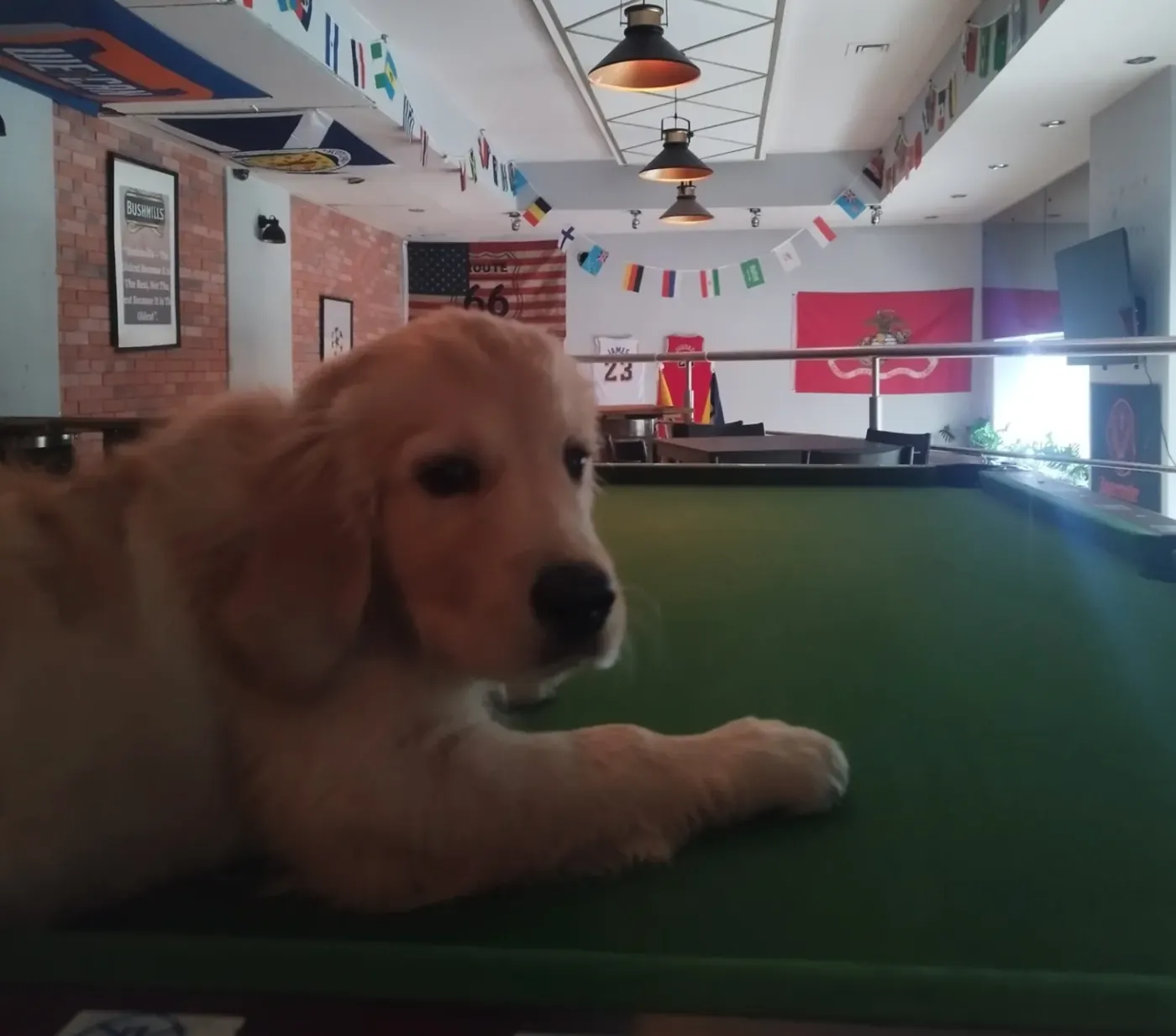 Whiskey the dog at the sports bar
